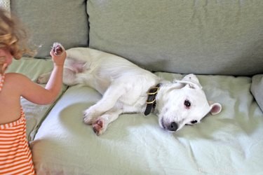Canine Distemper Vaccine: Understanding Side Effects & Protection