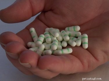 Why Previcox Is Strictly a Veterinary Medication – Not for Human Use