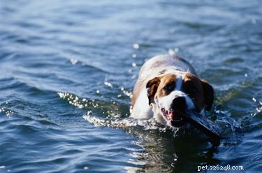 Effective Home Remedies for Preventing and Treating Heartworm Infections in Dogs