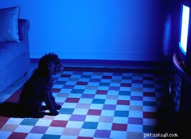 Understanding and Managing Sundown Syndrome in Senior Dogs