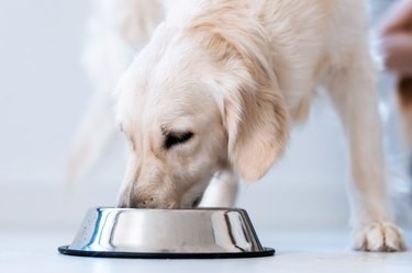 Top High-Protein Dog Foods for a Healthy, Long Life