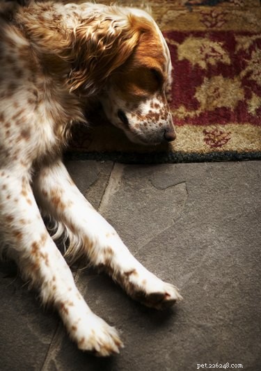 Common Side Effects of Buprenex (Buprenorphine) in Dogs: What You Need to Know