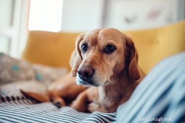 Post-Operative Care: Managing Vomiting & Diarrhea in Your Spayed Dog