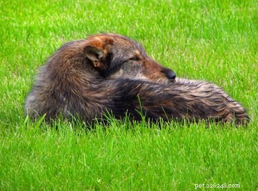 What Causes Dark Skin Under Your Dog’s Leg Creases & How to Treat It