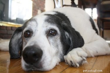 What Causes Dark Skin Under Your Dog’s Leg Creases & How to Treat It