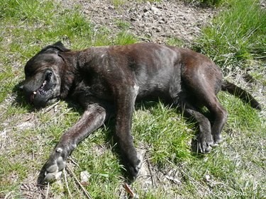 What Causes Dark Skin Under Your Dog’s Leg Creases & How to Treat It