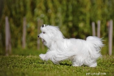 Common Health Issues in Maltese Dogs: What to Watch For