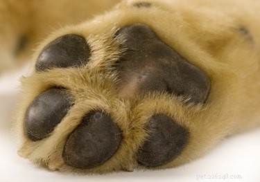 Canine Paw Cancer: Types, Diagnosis, and Early Treatment Options