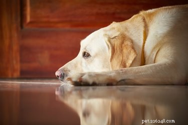Why Your Dog Suddenly Refuses to Sit: Medical Explanations and What to Do
