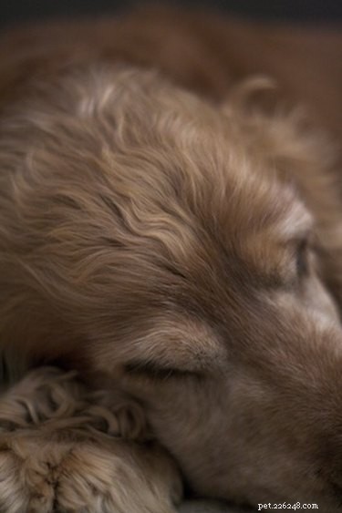 Peanut Butter for Dogs with Kidney Disease: Benefits, Risks, and Feeding Tips