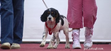 Recognizing Heinz Body Anemia in Dogs: Key Symptoms & Urgent Care