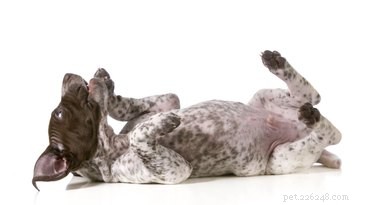 Effective Home Treatments for Scabies in Dogs