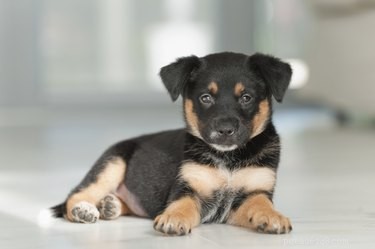 Optimal Age for Neutering Your Dog: Expert Insights