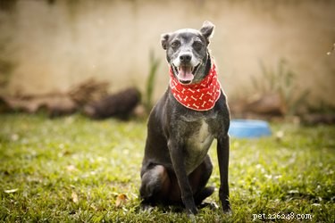 Optimal Age for Neutering Your Dog: Expert Insights