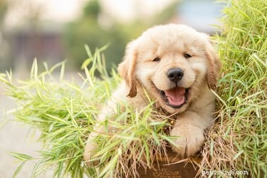 Optimal Age for Neutering Your Dog: Expert Insights