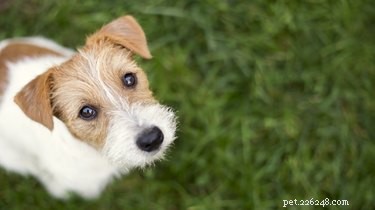 Effective Home Care for Treating Your Dog s Eye Infection
