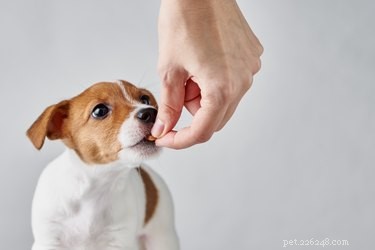 Effective Home Care for Treating Your Dog s Eye Infection