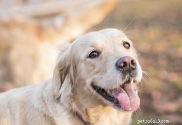 Dog Tongue Injuries: Causes, Symptoms, and Care