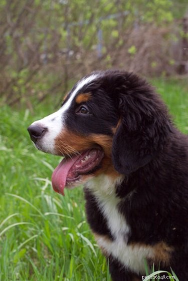 Natural Home Remedies for Soothing Your Dog’s Itchy Skin