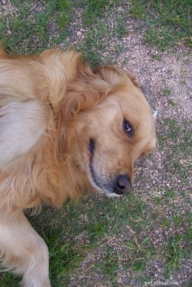 Coconut Oil: A Natural Solution for Your Dog’s Dry Skin