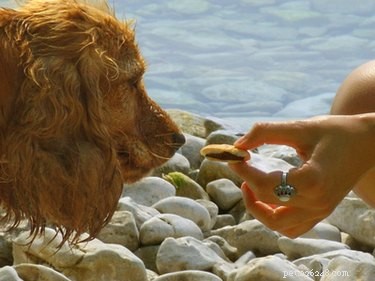 Coconut Oil: A Natural Solution for Your Dog’s Dry Skin