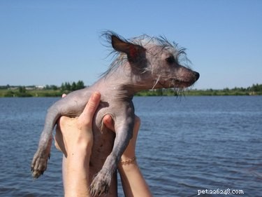 Coconut Oil: A Natural Solution for Your Dog’s Dry Skin