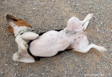 Understanding Stomach and Leg Hair Loss in Dogs: Causes, Symptoms, and Treatment