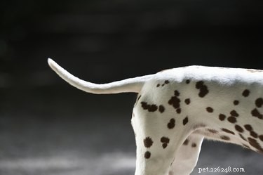 Understanding Tail Hair Loss in Dogs: Causes & Solutions