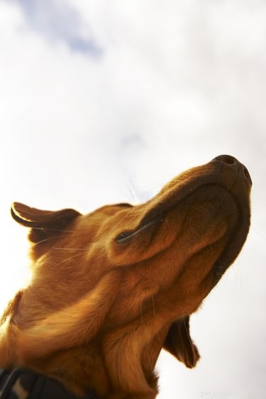 Understanding Foul-Smelling Vomiting in Dogs: Causes and When to Seek Veterinary Care