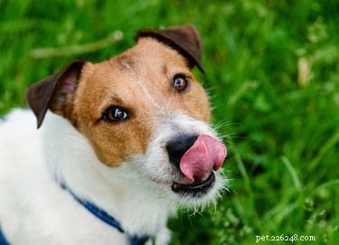 What Causes Continuous Swallowing and Licking in Dogs? Symptoms, Causes, and When to Seek Veterinary Care