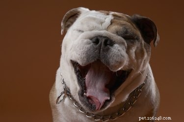 Safe Home Remedies for Your Dog’s Sore Throat – Vet-Approved Options