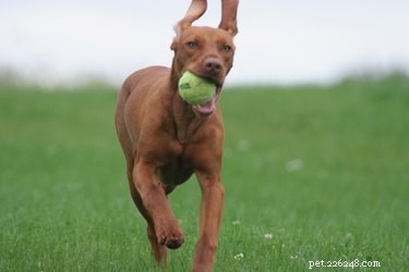 Preventing and Treating Torn Ears in Dogs: Causes, Symptoms, and Care
