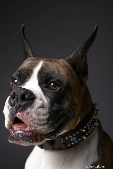 Understanding Hemangiomas & Sarcomas in Dogs: Symptoms, Diagnosis, and Treatment
