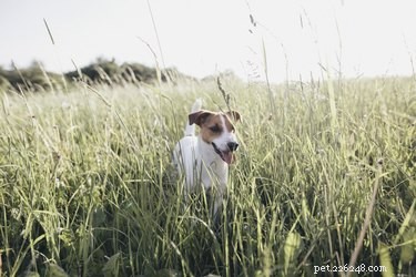 Safely Remove Burrs from Your Dog s Hair – A Step-by-Step Guide