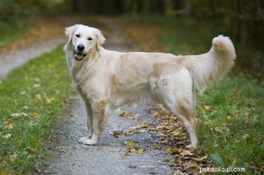 Understanding Your Dog’s Throat: Key Anatomy and Function