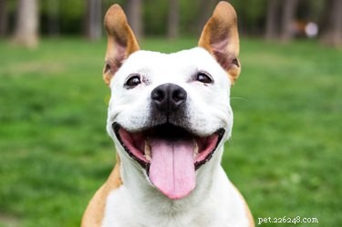 Understanding Your Dog’s Throat: Key Anatomy and Function