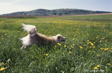 Understanding Dog Wheezing: Causes, Symptoms, and Vet Solutions