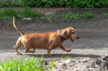 Understanding and Treating Dachshund Skin Issues