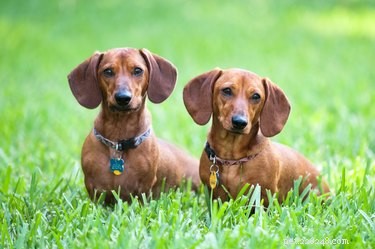 Understanding and Treating Dachshund Skin Issues