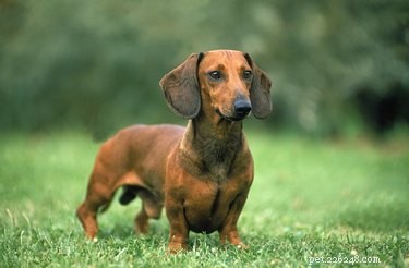 Understanding and Treating Dachshund Skin Issues