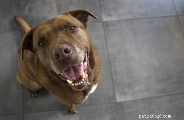Effective Home Treatments for Dog Conjunctivitis: Safe Care & Vet Guidance