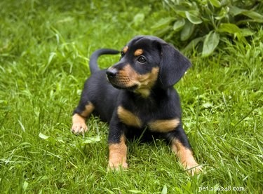 When Do Puppies Gain Bladder Control? A Guide to Housebreaking Success