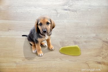 When Do Puppies Gain Bladder Control? A Guide to Housebreaking Success