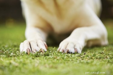 Understanding and Managing Dog Toenail Injuries: Quick Relief & Vet Care