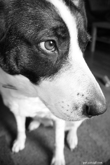 Preventing Glucosamine Overdose in Dogs: Safe Supplement Use