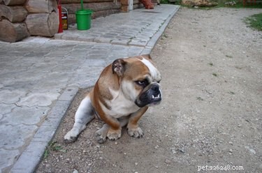 Preventing Glucosamine Overdose in Dogs: Safe Supplement Use