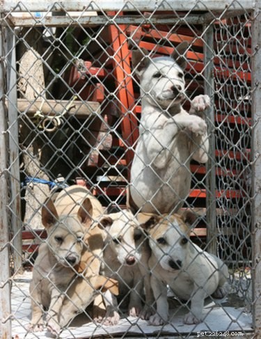 How to Prevent Unwanted Dog Pregnancies: Safe, Effective Methods