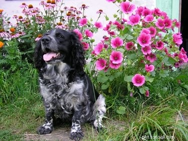 Safe Nasal Decongestants for Dogs: Vet-Approved Options