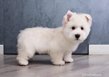 Leptospirosis Vaccine in Dogs: Safety, Benefits & Side Effects