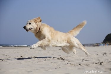 Understanding Phenylpropanolamine: Potential Side Effects in Dogs